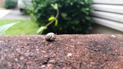 Cepaea