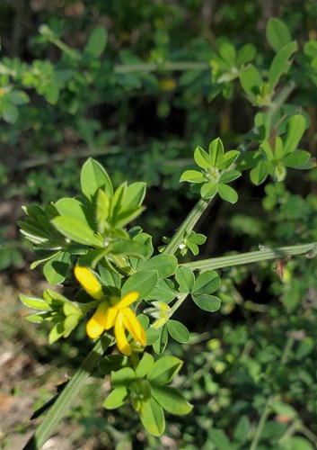 Genista monspessulana