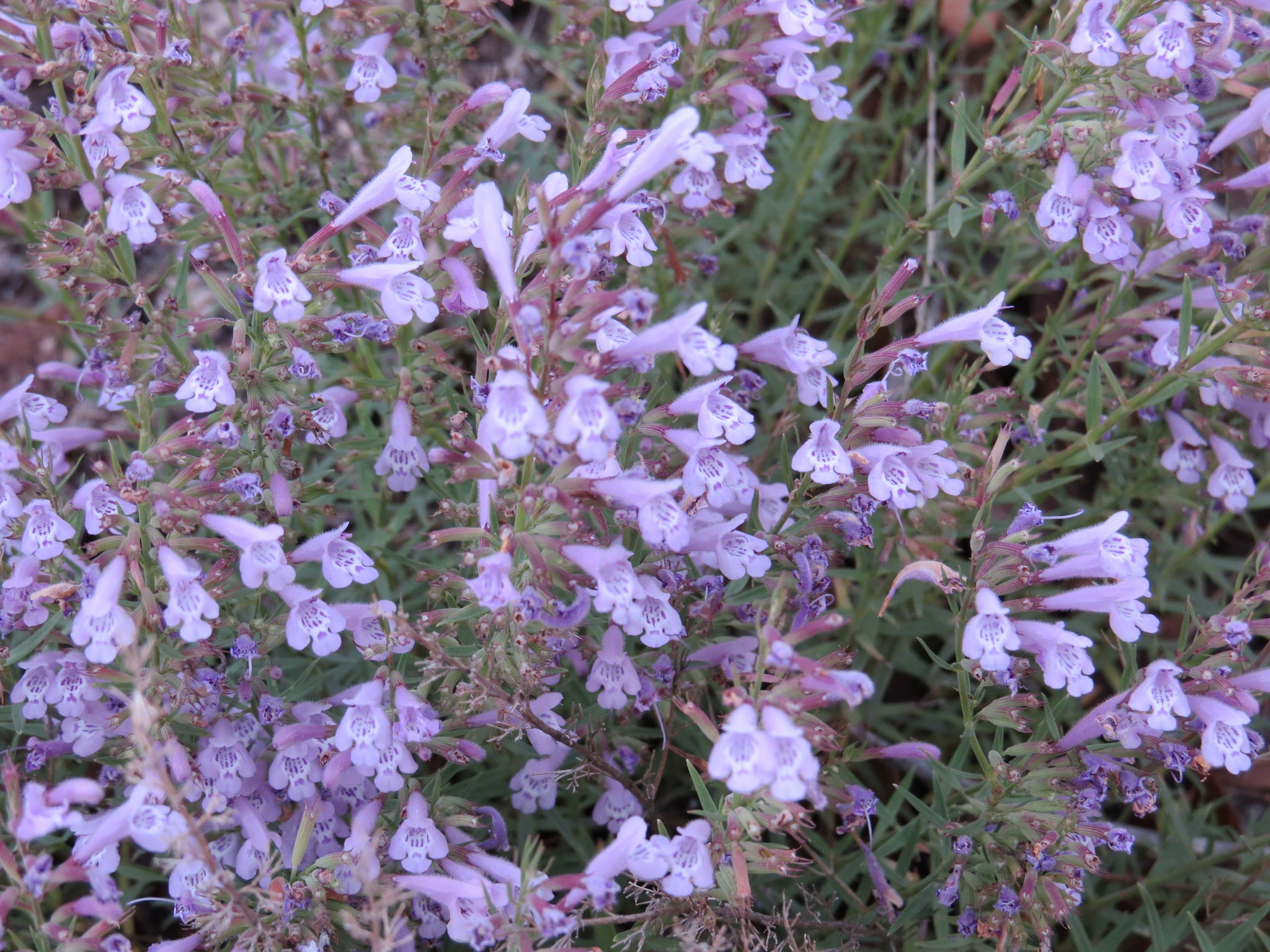 Hedeoma hyssopifolia