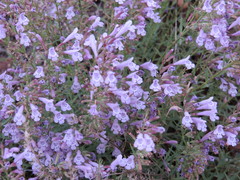Hedeoma hyssopifolia