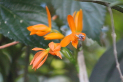 Guarianthe aurantiaca