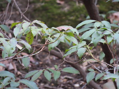 Mycosphaerella colorata