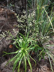 Lomandra insularis