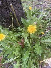 Taraxacum