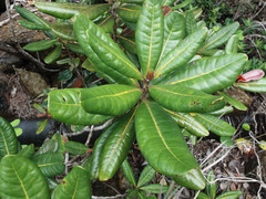 Xanthostemon