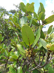 Austrobuxus