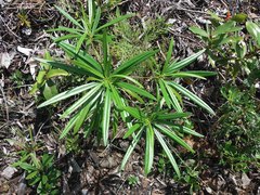 Rauvolfia semperflorens