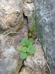 Lamium purpureum