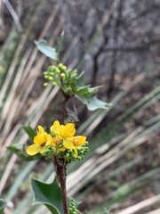 Berberis eutriphylla