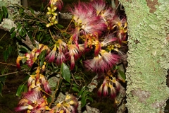 Archidendron grandiflorum