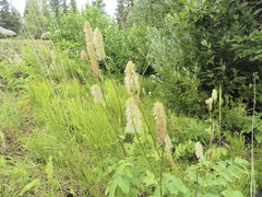 Sanguisorba