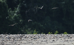 Chordeiles rupestris