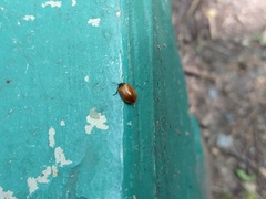 Plagiodera erythroptera