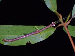 Lobonecroscia subflava