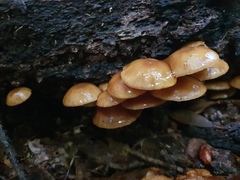 Galerina patagonica