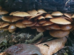 Galerina patagonica
