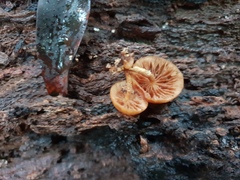 Galerina patagonica