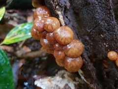 Galerina patagonica