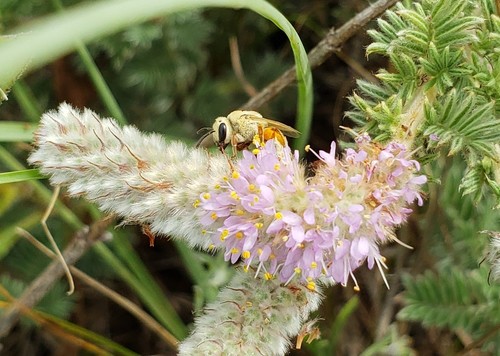 Colletes wilmattae photographed in Nebraska