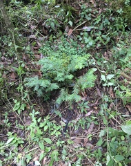 Taxus globosa
