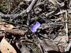 Comesperma sphaerocarpum