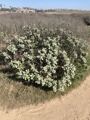 Eriogonum giganteum