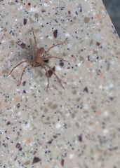 Araneae