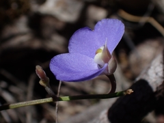 Comesperma sphaerocarpum