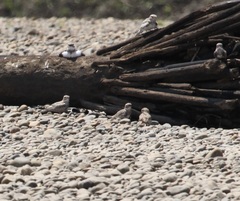 Chordeiles rupestris