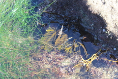 Stephanocystis