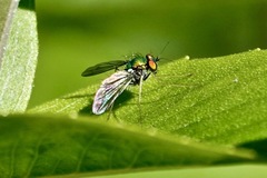 Condylostylus comatus