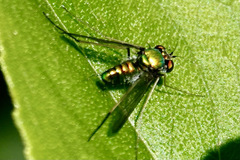 Condylostylus comatus