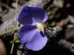 Comesperma sphaerocarpum