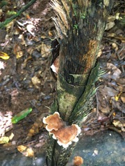 Cymatoderma dendriticum