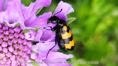 Hycleus medioinsignatus