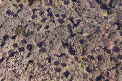 Stephanocystis