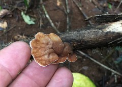 Cymatoderma dendriticum