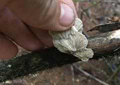 Cymatoderma dendriticum