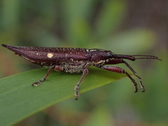 Two-Spotted Weevil