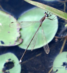 Lestes vigilax