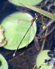 Lestes vigilax