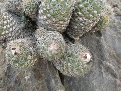 Coryphantha durangensis