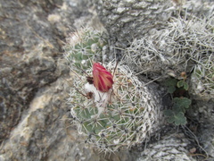 Coryphantha durangensis