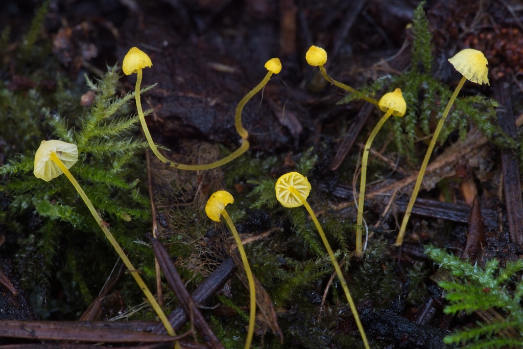 Western Yellow Mycena