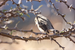 Spizella breweri