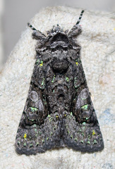 Behrensia conchiformis