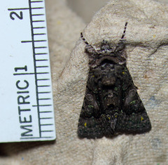 Behrensia conchiformis