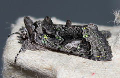 Behrensia conchiformis