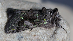 Behrensia conchiformis