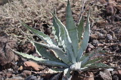Agave sobria